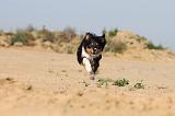 BORDER COLLIE 401